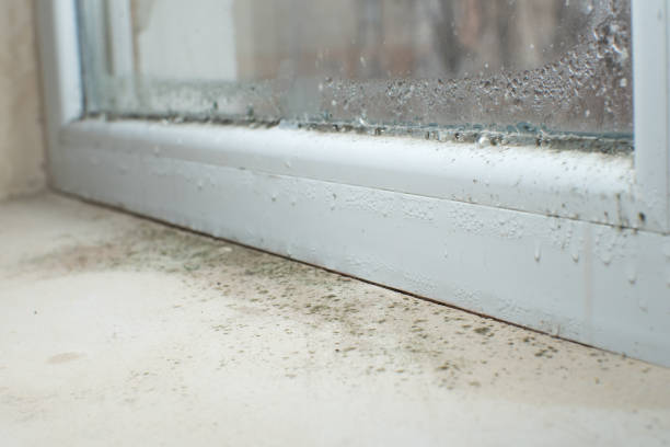 Why You Should Choose Our Mold Remediation Services in Troy, PA